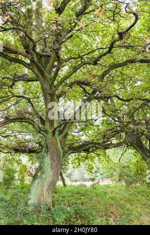 Gemeine Eiche, stielige Eiche, englische Eiche (Quercus robur. Quercus pedunculata), in einem Wald im Mürtiz-Nationalpark, Deutschland, Mecklenburg-West Stockfoto