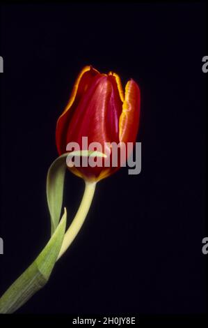Gewöhnliche Gartentupane (Tulipa gesneriana), einzelne rote Tulpe mit gelben Rändern vor schwarzem Hintergrund Stockfoto