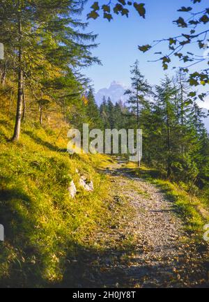 Wanderweg durch einen Alpenwald des bayerischen Karwendelgebirges im Herbst, Deutschland, Bayern, Oberbayern, Oberbayern Stockfoto