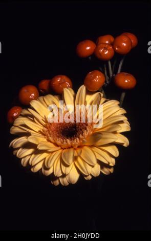 Barebeton Daisy, Gerbera, Transvaal Daisy, Gerbera Daisy (Gerbera jamesonii), Anordnung von orangefarbener Gerbera und fruchtigem Zweig der Koralbeere dagegen Stockfoto