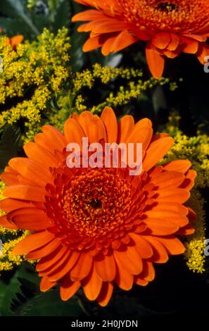 Barebeton Daisy, Gerbera, Transvaal Daisy, Gerbera Daisy (Gerbera jamesonii), orange Gerbera in einem gemischten Bouquet Stockfoto