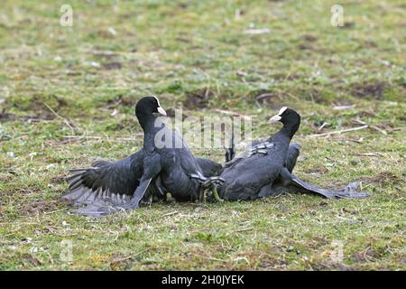 Schwarzer Ruß (Fulica atra), territorialer Kampf zweier Männchen, Niederlande, Friesland Stockfoto