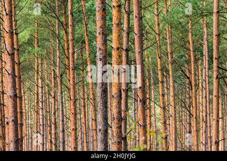 Schottische Kiefer, Schottenkiefer (Pinus sylvestris), dichter Kiefernwald im Nationalpark Müritz, Deutschland, Mecklenburg-Vorpommern, Muritz Stockfoto