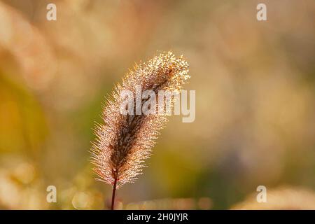 Flaschengras, grünes Borstengras, grüner Fuchsschwanz (Setaria viridis), Grasohr mit Tau bedeckt, Deutschland, Nordrhein-Westfalen Stockfoto