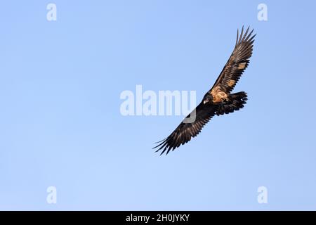 Lammergeier, Bartgeier (Gypaetus barbatus), zwei Jahre alter Jugendlicher auf der Flucht, französisches Repopulation-Programm, Niederlande, Overijssel Stockfoto