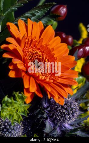 Barebeton Daisy, Gerbera, Transvaal Daisy, Gerbera Daisy (Gerbera jamesonii), orange Gerbera in einem gemischten Bouquet Stockfoto