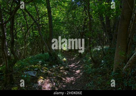 Dunkel schattiger Fußweg führt einen steilen Hügel zwischen hohen Bäumen im Monsal Dale hinunter. Stockfoto