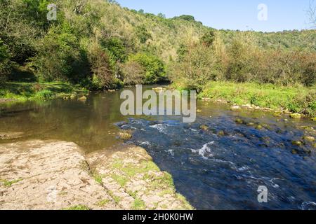 Ein Sommertag am Ufer des Flusses Wye, der durch Monsal Dale, Derbyshire fließt. Stockfoto