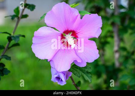 Rosa zarte Blume des Cornus kousa-Baumes, allgemein bekannt als ousa, kousa, chinesisches, koreanisches und japanisches Dogwood, und grüne Blätter in einem Garten in einer Sonne Stockfoto