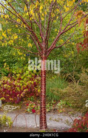 Birkenkirsche, Birkenkirsche, Paperrinkkirsche oder tibetische Kirsche (Prunus serrula) aus China Stockfoto