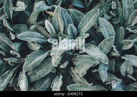 Lämmer Ohren, türkische Lämmer Ohr, Stachys byzantinischen, wollig hedgenettle close up. Garten Hintergrund mit flauschigen grau grünen Blättern einer Zierpflanze Stockfoto