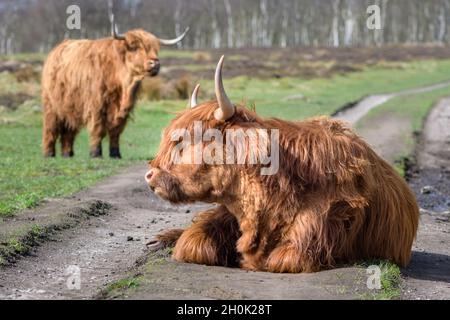 Zwei Hochlandrinder mit Waldhintergrund. Einer liegt auf einer Feldbahn, der andere steht. Stockfoto