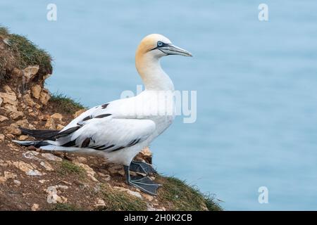 Eine einzelne nördliche Gannet steht auf einer Klippe mit einem blauen Himmel, Meer im Hintergrund Stockfoto