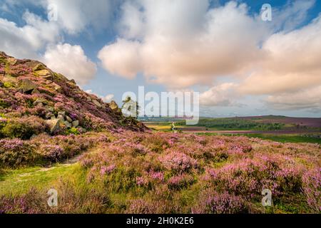 Derbyshire Landschaft zeigt Heidekraut in voller Blüte auf den Steinfelsen mit blauem Himmel und flauschigen weißen Wolken. Stockfoto