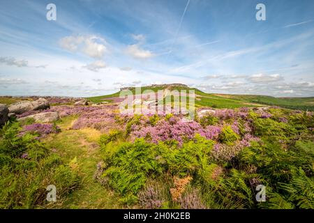 Derbyshire Landschaft zeigt Heidekraut in voller Blüte auf den Steinfelsen mit Chemtrails am blauen Himmel mit einem großen Hügel im Hintergrund Stockfoto