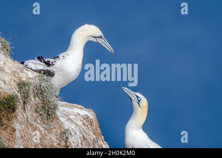 Eine Seitenansicht eines Paares von Gantets auf einer Klippe mit Augenkontakt, einer bietet dem anderen einen Zweig zum Nestbau an. Stockfoto