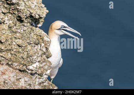 Seitenansicht eines nördlichen Gannets auf einer Klippe mit blauem Hintergrund. Stockfoto