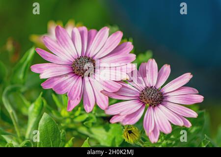 Ein Fleck Flieder Afrikanischen Gänseblümchen auf einem grünen Hintergrund, Sommer Terrasse Pflanze. Stockfoto