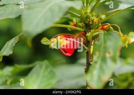 Nahaufnahme des Kongo-Kakadus, der Papageienimpatiens oder der Papageienpflanze (Impatiens niamensis) Stockfoto