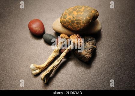 Getrocknete Psilocybe Cubensis Psilocybin Pilze auf schwarzem Hintergrund, flach liegend. Magische schäumen den Goldenen Lehrer. Psychedelisch inspiriert. Natürliche Kräuter die Stockfoto