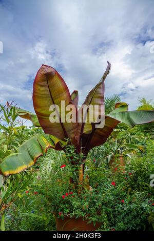 Nahaufnahme einer schönen Musa Red Abessinian Banana (Ensene ventricosum Maurelli) Pflanze Stockfoto