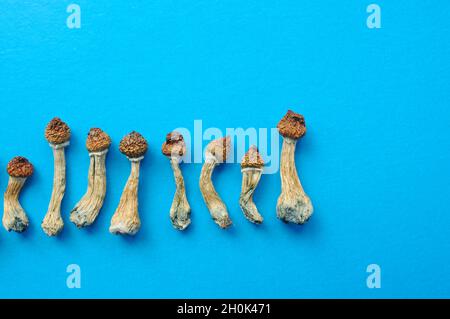 Reihe getrockneter Psilocybe cubensis auf blauem Boden, flach liegend. Psilocybin-Pilze in der Gruppe. Magie schäume den Goldenen Lehrer, spirituelle Erfahrung. Stockfoto