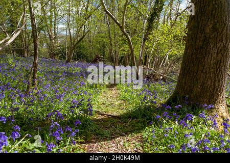 Ein Weg durch den Bluebell-Wald: Blinkard Copse, in der Nähe von Marden, West Sussex, Großbritannien Stockfoto