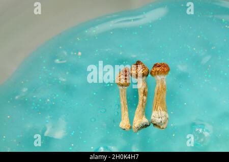 Psilocybin-Pilze auf blauem Hintergrund. Psychedelische Zauberreise, kosmisches Bewusstsein. Getrockneter Psilocybe Cubensis Golden Teacher in Reihe, isoliert, flach Stockfoto