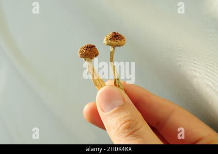 Psilocybin-Pilze in der Hand des Mannes auf grauem Hintergrund. Psychedelische Magie Golden Teacher Pilze. Medizinische Verwendung. Mikrodosierkonzept. Stockfoto