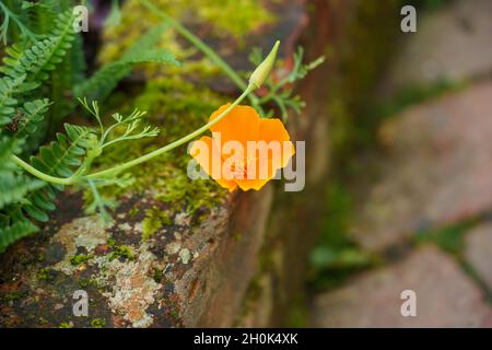 Nahaufnahme eines wunderschönen goldorange kalifornischen Mohn (Eschscholzia Calicfornica) Stockfoto