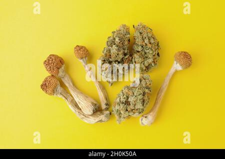 Psychedelischer Ausflug, CBD-Erholung. Getrocknete Psilocybe-Pilze und Marihuanaknospen auf gelbem Hintergrund. Mikrodosierkonzept. Stockfoto