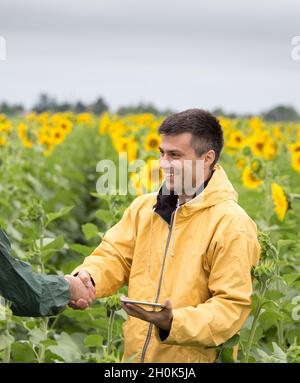 Zwei Bauern schüttelten sich im Frühsommer im Sonnenblumenfeld die Hände Stockfoto