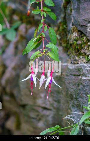 Nahaufnahme von wunderschönen hängenden Fuchsia-Blumen Stockfoto