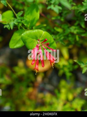 Nahaufnahme von Perfoliate Honeysuckle (Lonicera Caprifolium), einem Laubbergsteiger mit herrlich duftenden Wörlen aus cremig-weißen Blüten Stockfoto