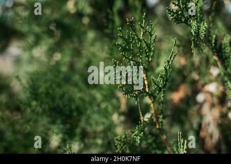 Thuja occidentalis grün Weihnachten Xmas Zweig Hintergrund. Thuja plicata, westliche rote Zeder. . Grüne Thuja occidentalis Columna-Textur. Immergrün Stockfoto