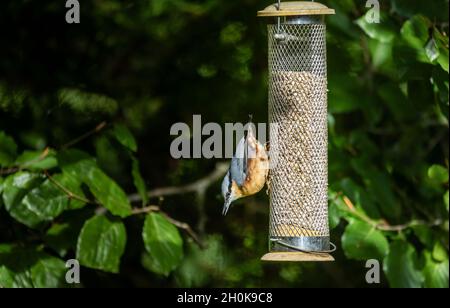 Eurasischer Nacktnatter (Sitta europaea), der an einem Vogelfutterhäuschen mit Sonnenblumenherzen in einem Garten in Surrey, Südostengland, füttert Stockfoto