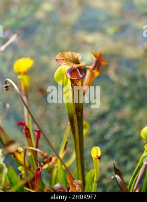 Nahaufnahme einer gelben Krug-Pflanze (Sarracenia flava), einer fleischfressenden Pflanze aus der Familie der Sarraceniaceae Stockfoto