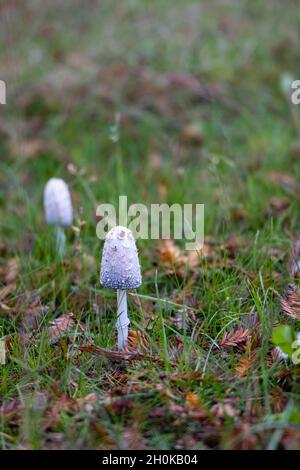 Coprinus comatus, die zottelige Tintenkappe, die Anwaltsperücke oder zottelige Mähne, die im Herbst im Gras in Virginia Water, Surrey, Südostengland, wächst Stockfoto