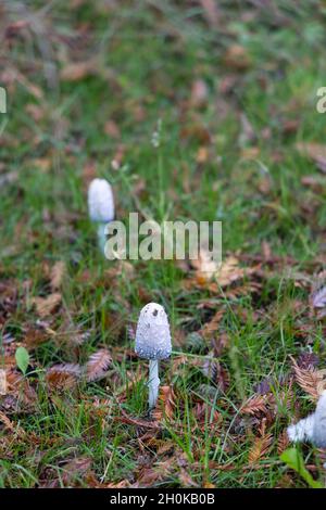 Coprinus comatus, die zottelige Tintenkappe, die Anwaltsperücke oder zottelige Mähne, die im Herbst im Gras in Virginia Water, Surrey, Südostengland, wächst Stockfoto