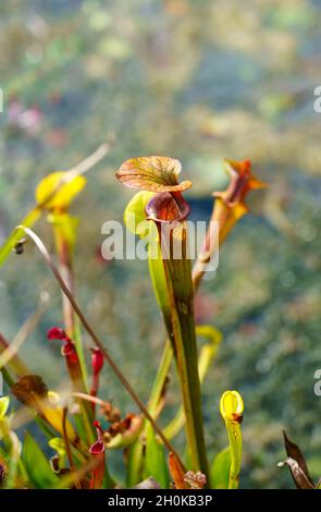 Nahaufnahme einer gelben Krug-Pflanze (Sarracenia flava), einer fleischfressenden Pflanze aus der Familie der Sarraceniaceae Stockfoto