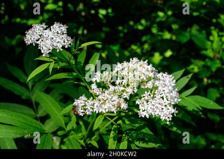 Viele zarte kleine weiße Blüten der Sambucus ebulus Pflanze, bekannt als Danewort, daneweed, Danesblut, Zwergältere, Walkraut, Holunderbeere, Holunderkraut oder b Stockfoto