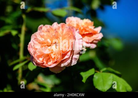 Nahaufnahme von zwei großen und zarten, leuchtend orangefarbenen Rosen in voller Blüte in einem Sommergarten, bei direkter Sonneneinstrahlung, mit verschwommenen grünen Blättern im Hintergrund Stockfoto