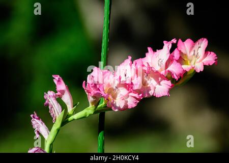 Nahaufnahme vieler zartrosa Gladiolusblüten in voller Blüte in einem Garten an einem sonnigen Sommertag Stockfoto