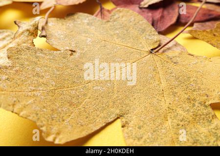 Herbstlaub Auf Gelbem Hintergrund. Stockfoto