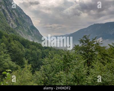 Wald in den Dinarischen Alpen in der Nähe des Bohinjer Sees, Slowenien. Stockfoto