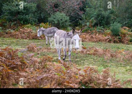 New Forest Esel im Oktober Stockfoto