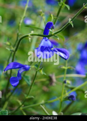 Nahaufnahme eines Cambridge-blauen Gentian Sage (Salvia patens), auch bekannt als der sich ausbreitende Salbei Stockfoto