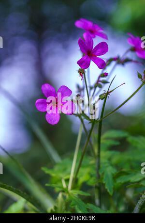 Nahaufnahme des wunderschönen purpurrosa Herb robert (Geranium robertianum), auch bekannt als Roberts Geranie und Death Come-Quickly, eine Art von Kranichschnabel Stockfoto