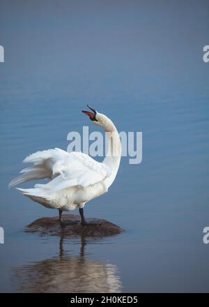 Stummer Schwan, der auf einem Felsen in blauem Wasser steht und seinen Hals ausstreckt. Cygnus olor. Stockfoto