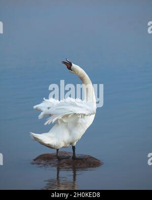 Stummer Schwan, der auf einem Felsen in blauem Wasser steht und seinen Hals ausstreckt. Cygnus olor. Stockfoto